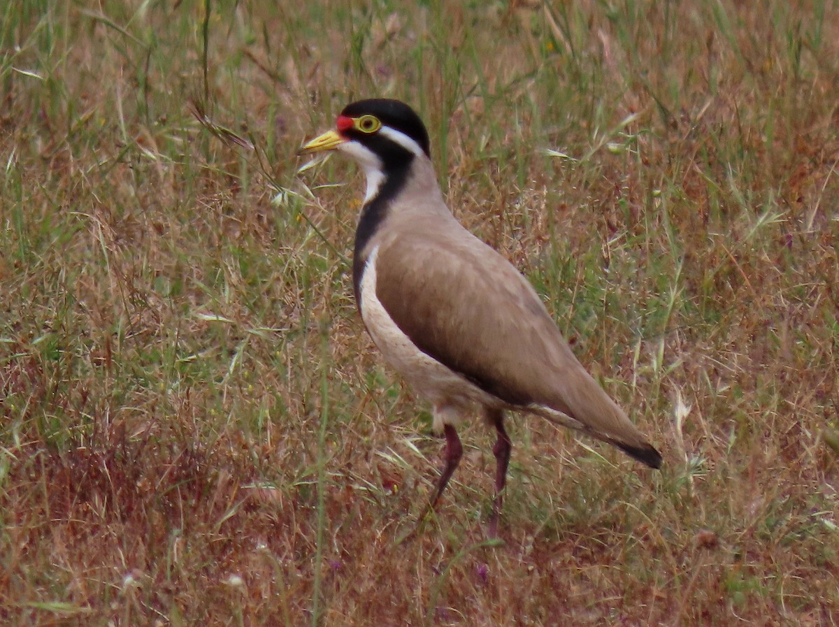 Banded Lapwing - Peter J. Taylor