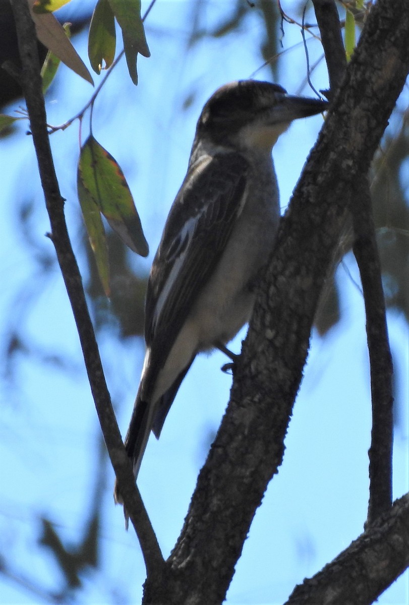 Gray Butcherbird - ML387905901