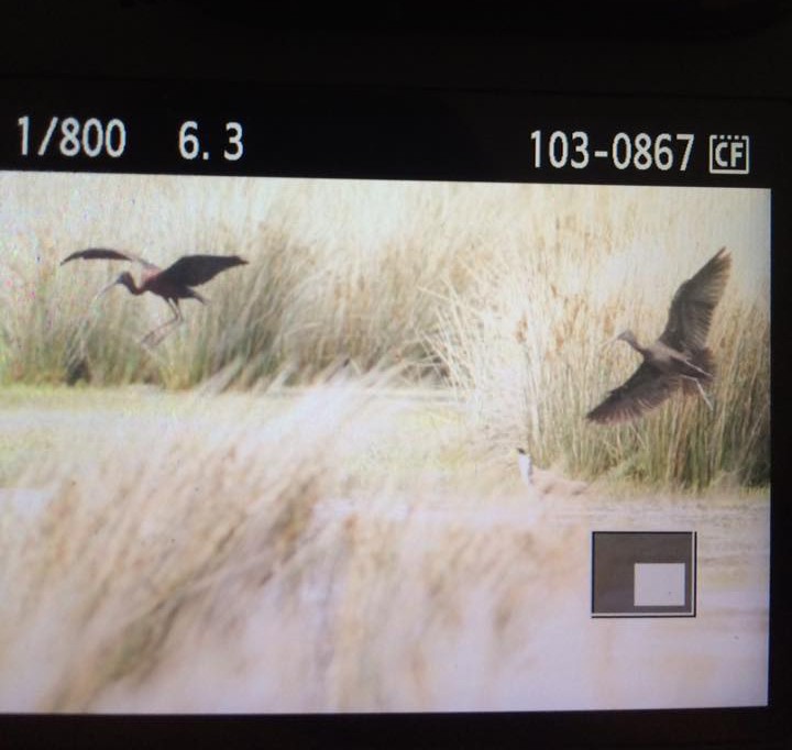 Glossy Ibis - ML387906471