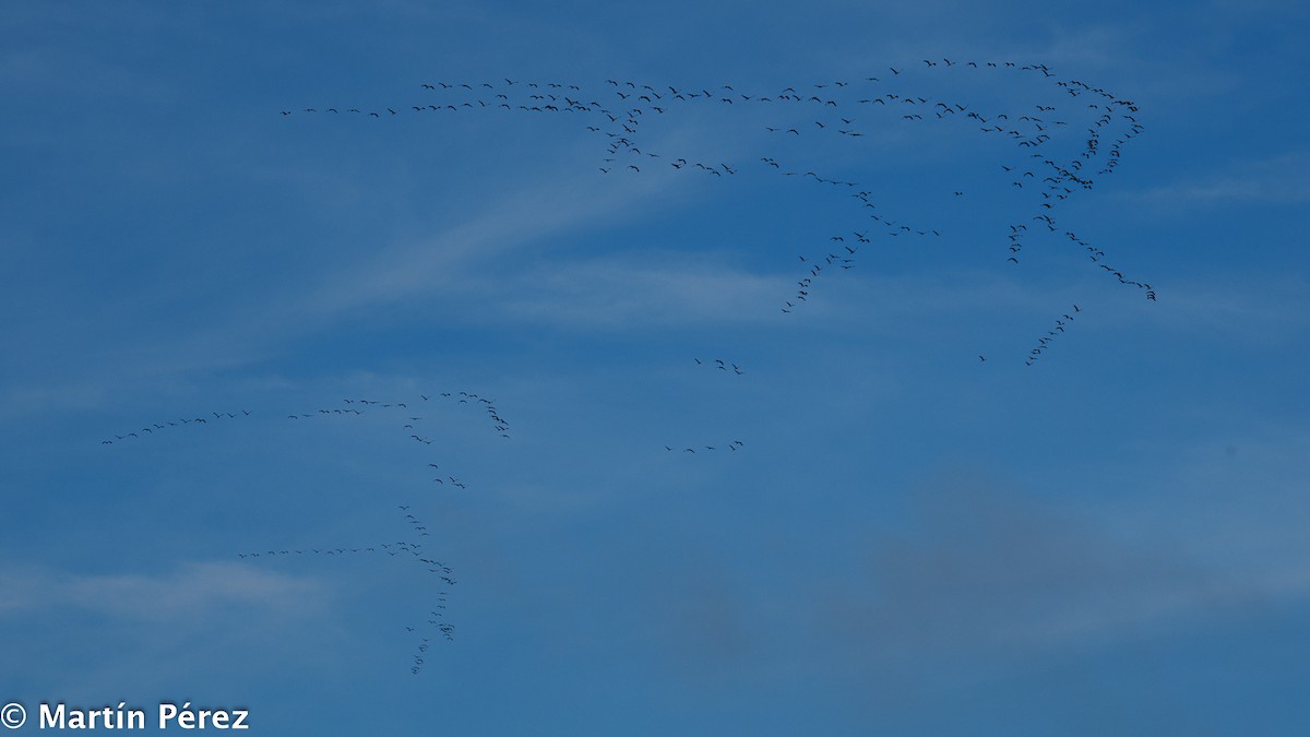 Common Crane - ML387907251