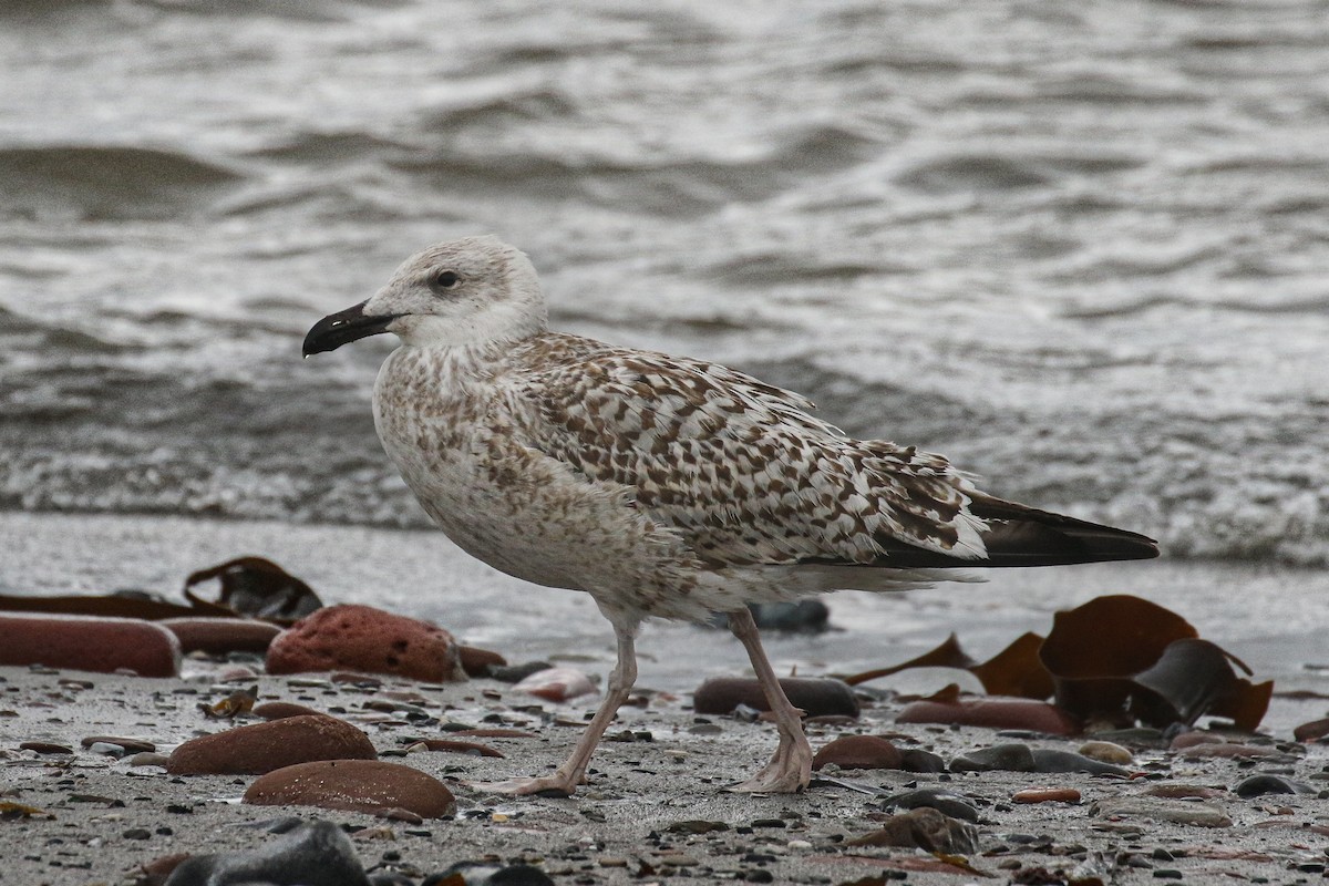 Great Black-backed Gull - Frank Thierfelder