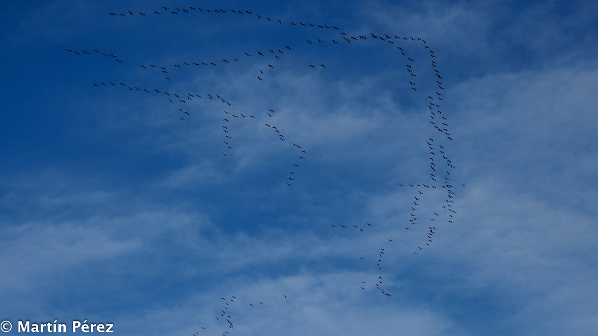 Common Crane - ML387907321