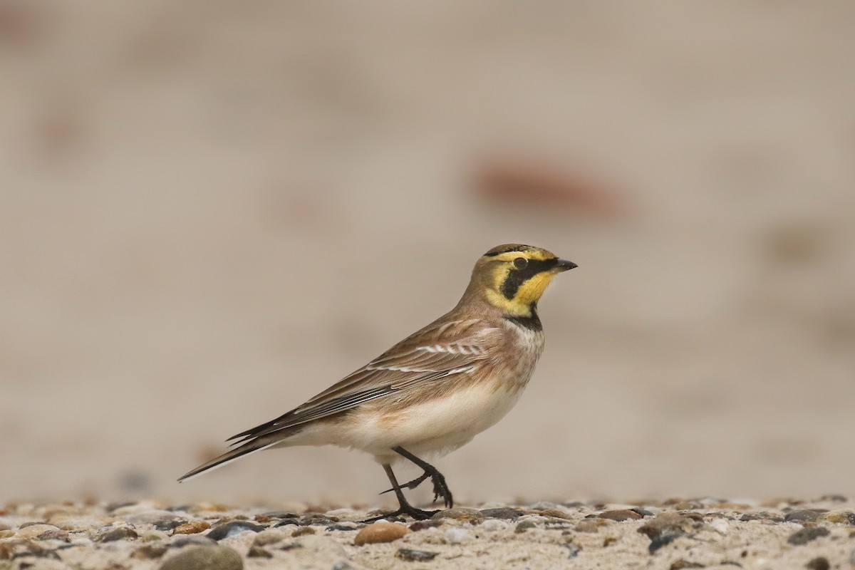 Horned Lark - Frank Thierfelder