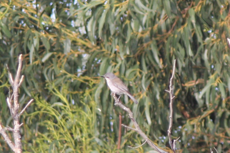 Gray Shrikethrush - ML387909291