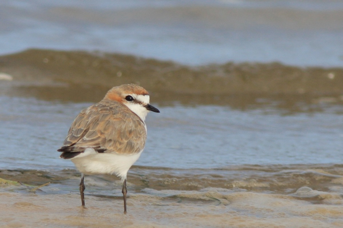 Red-capped Plover - ML387909301