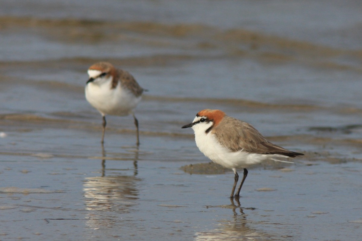 Red-capped Plover - ML387909311