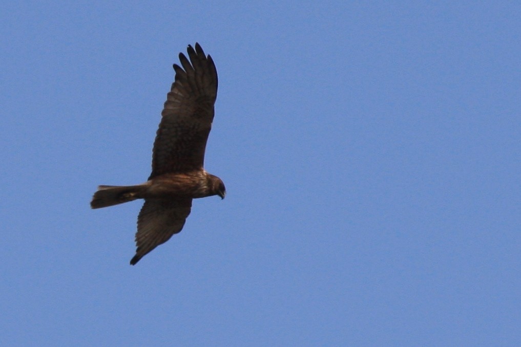 Swamp Harrier - ML387909401