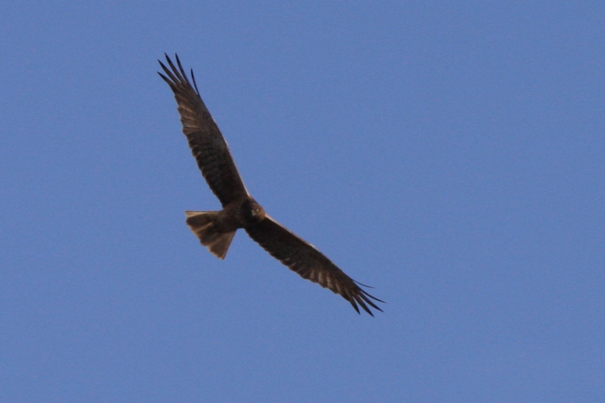 Swamp Harrier - ML387909411