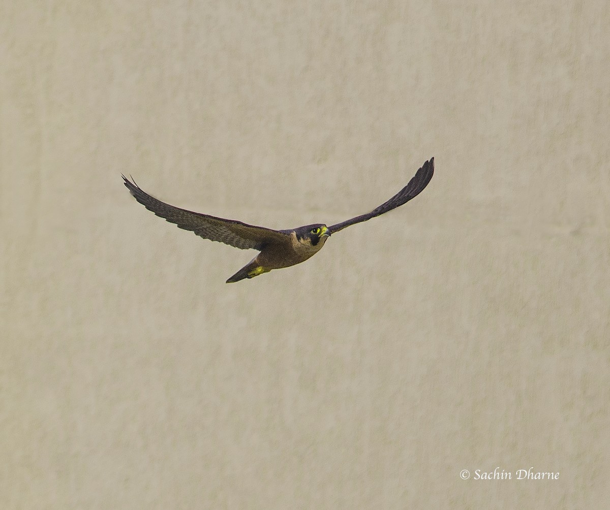 Peregrine Falcon (Shaheen) - ML387909491