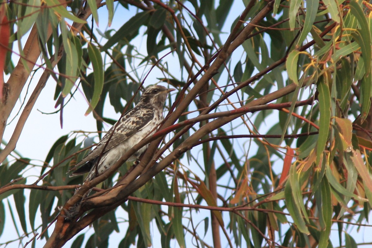 Pallid Cuckoo - ML387909561