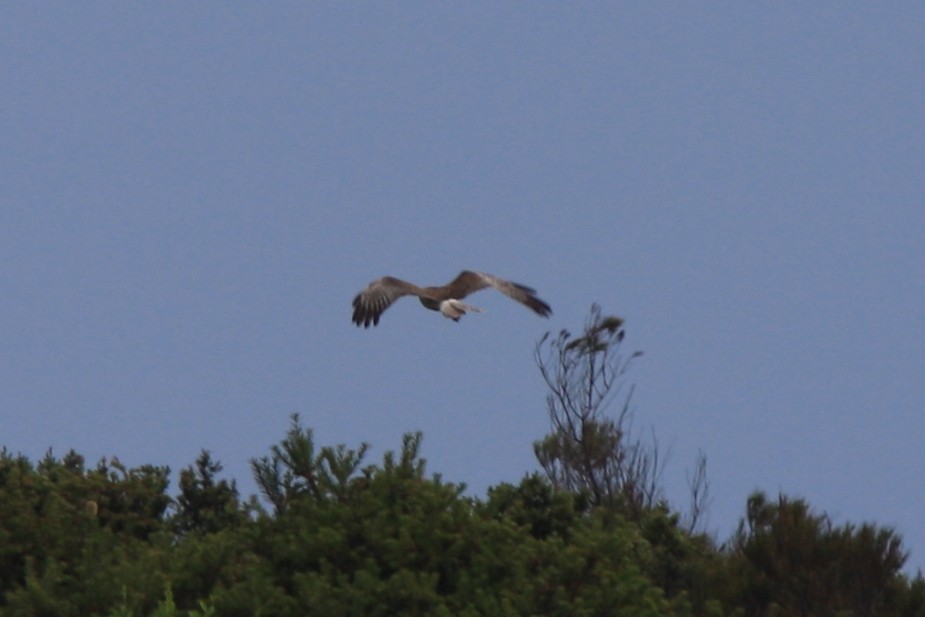 Swamp Harrier - ML387910921