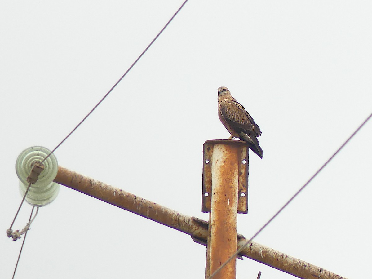 Long-legged Buzzard - ML387912251