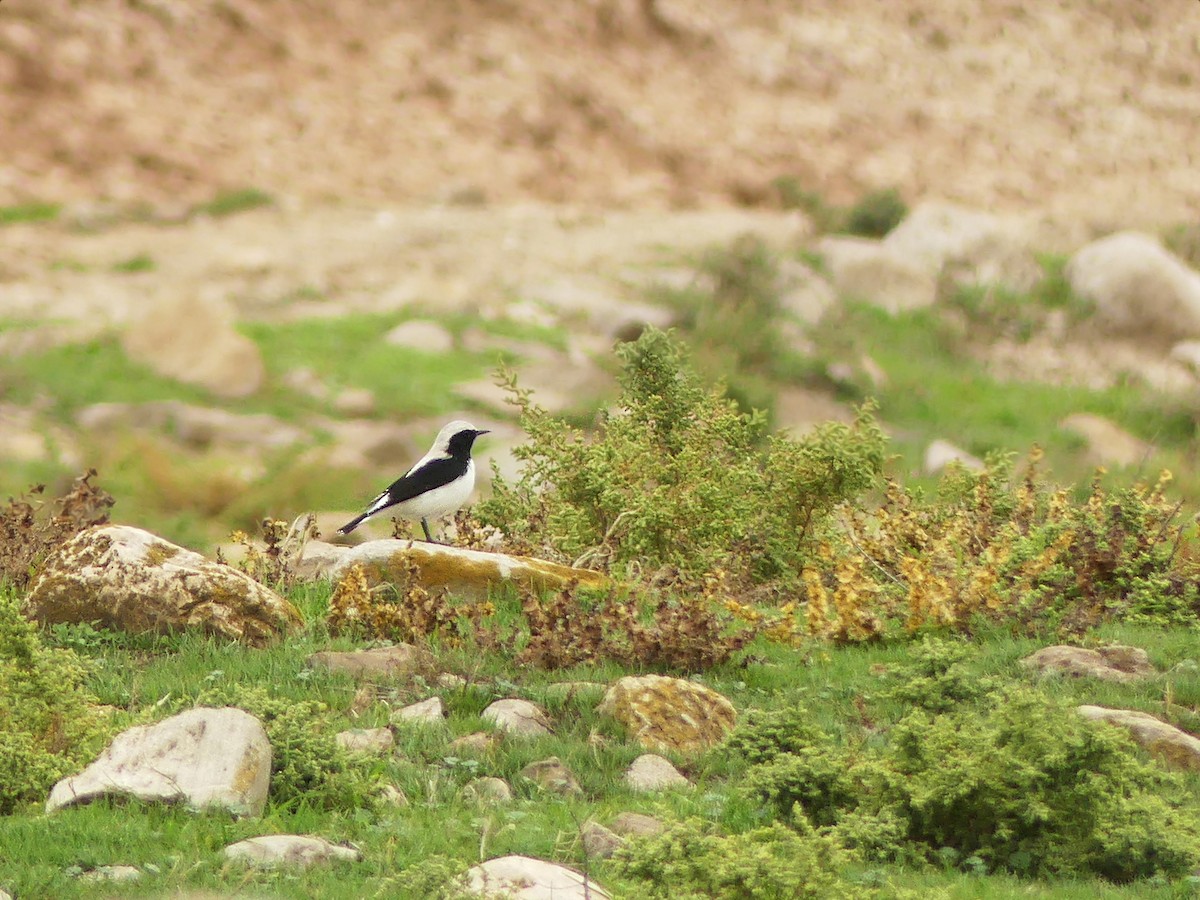 Finsch's Wheatear - ML387912501