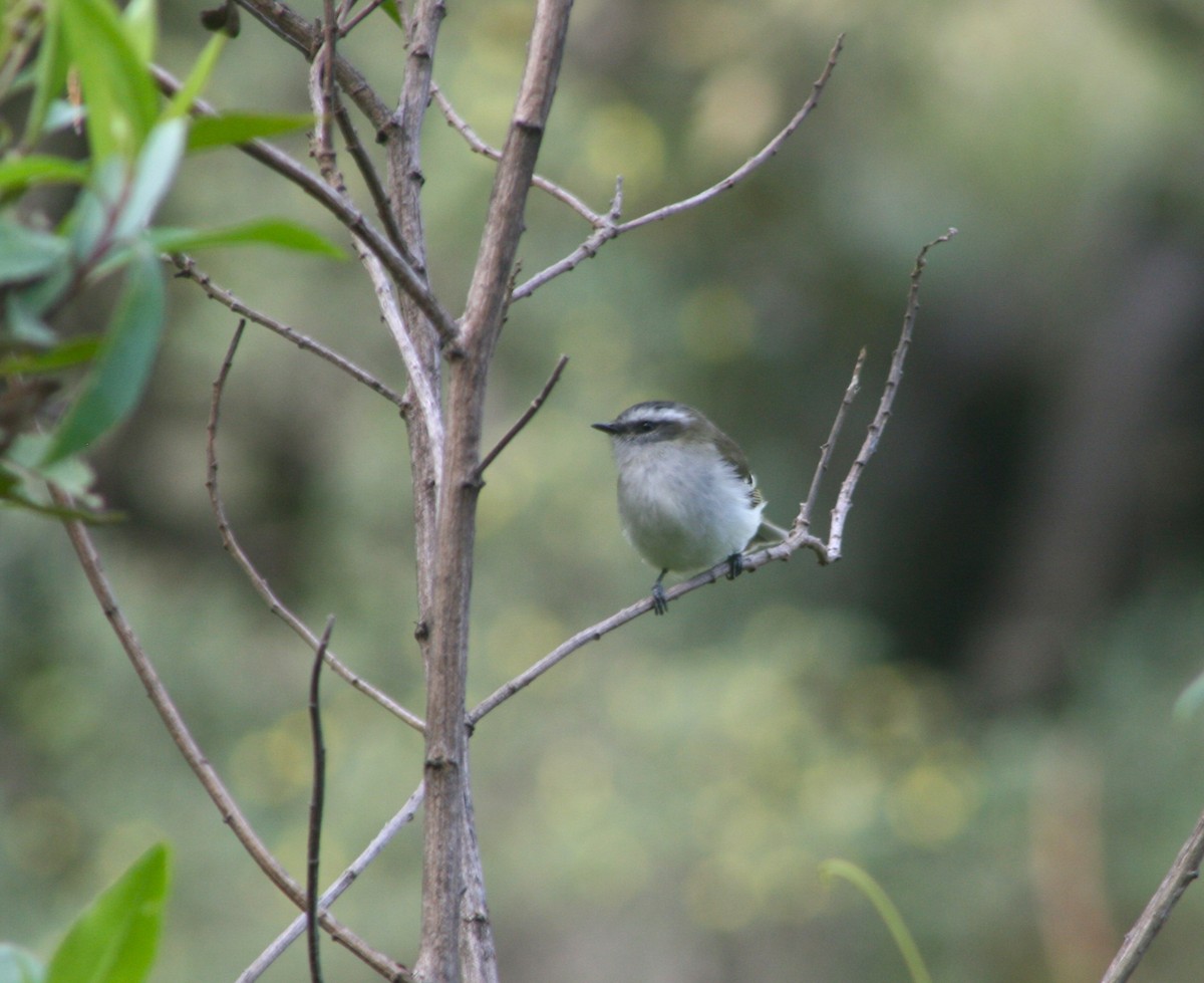 White-banded Tyrannulet - ML38791251