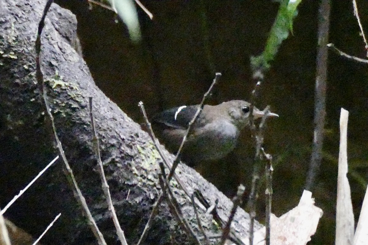 Wing-banded Wren - ML387912581