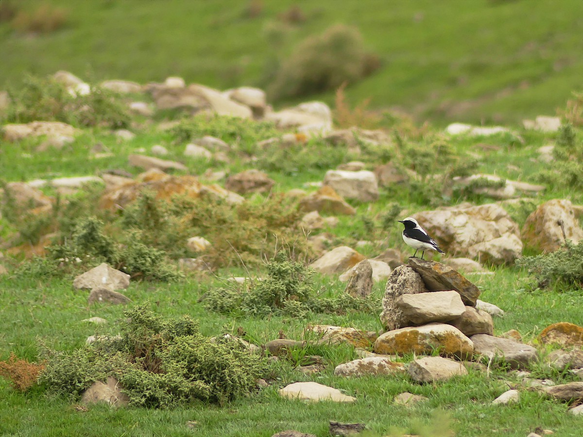 Finsch's Wheatear - ML387912631