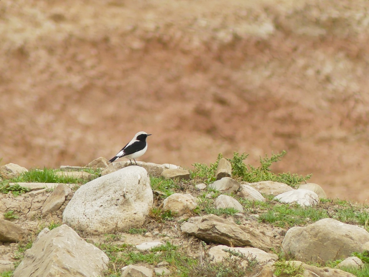 Finsch's Wheatear - ML387913271