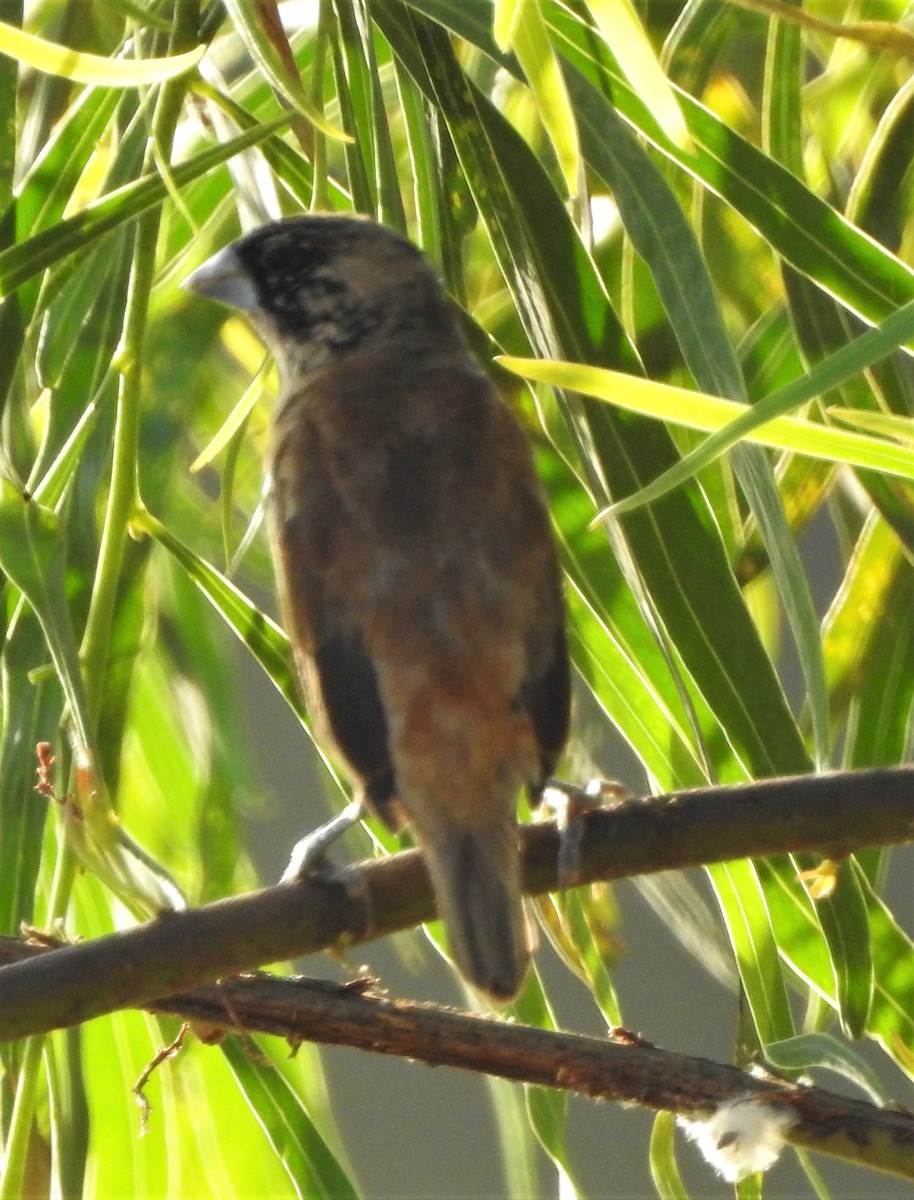 Chestnut-breasted Munia - ML387914621