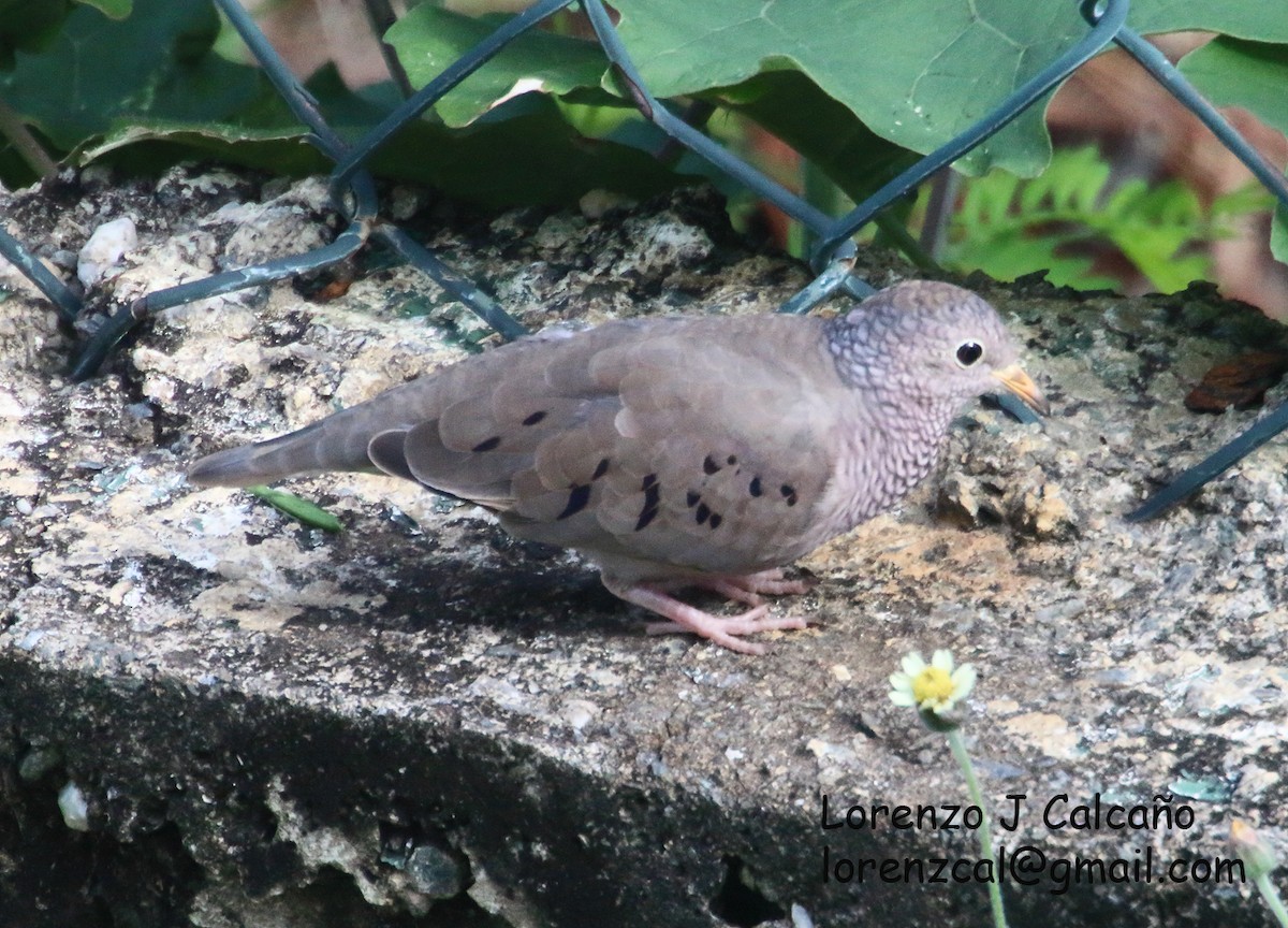 Common Ground Dove - ML387915461