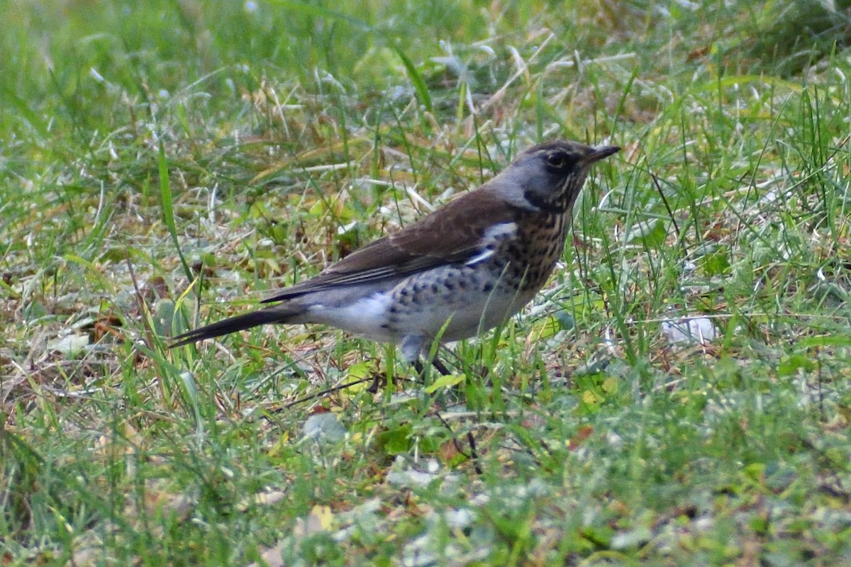 Fieldfare - ML387915701