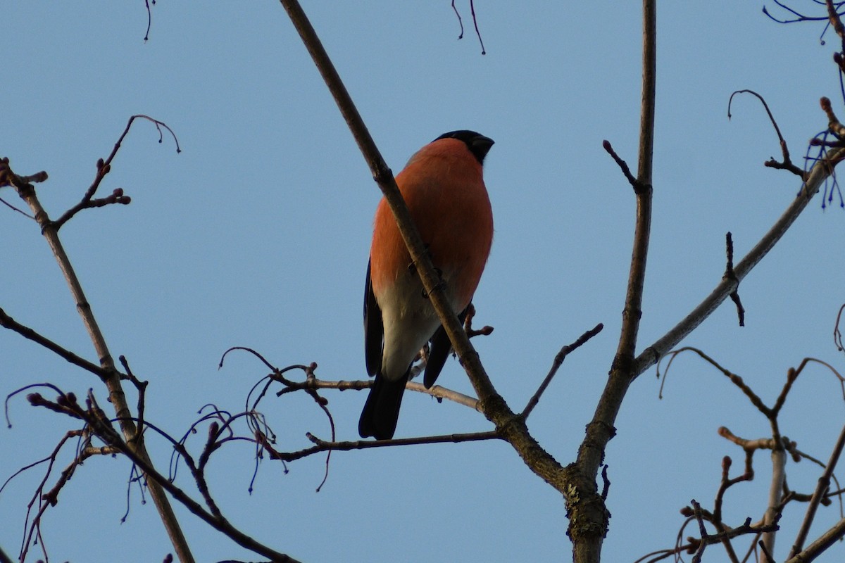 Eurasian Bullfinch - ML387915851