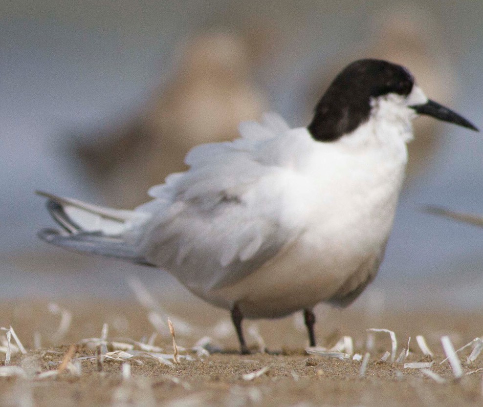 White-fronted Tern - ML387916521