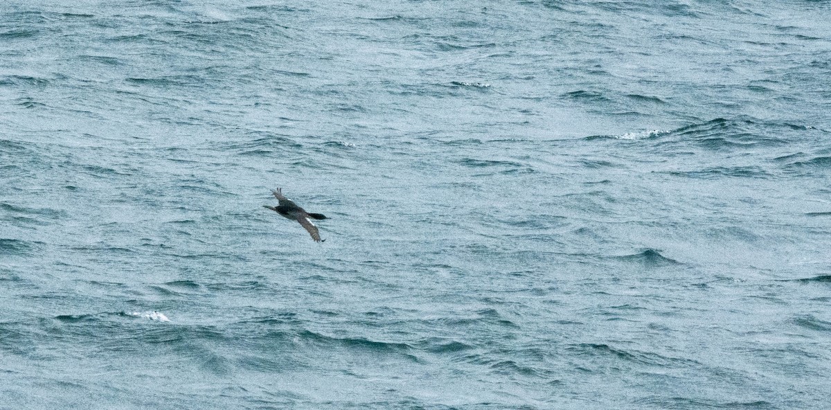 Stewart Island Shag - ML387916691