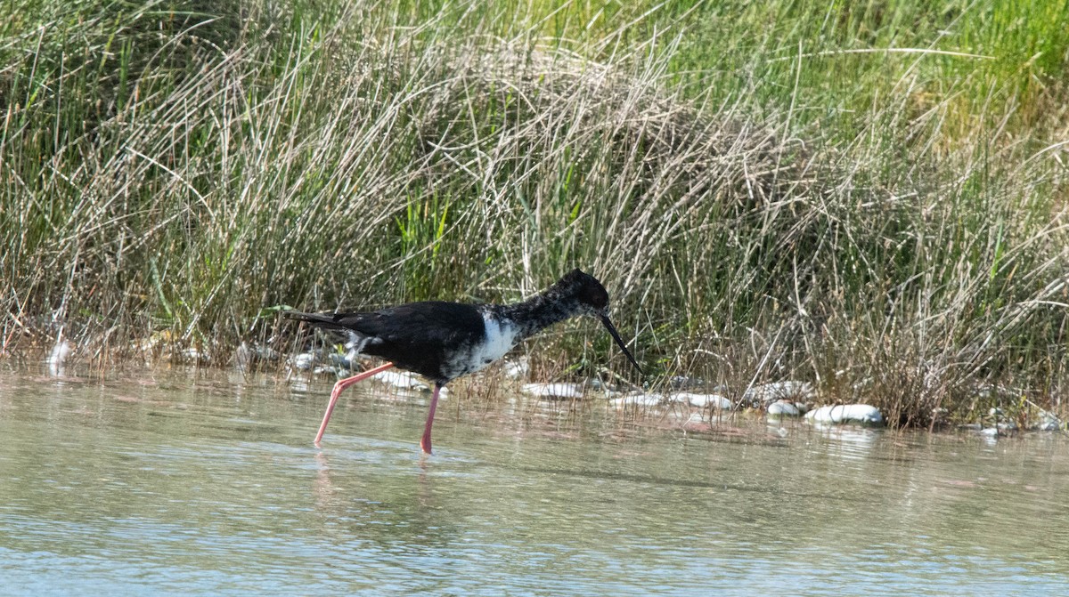 Cigüeñuela Negra - ML387917731