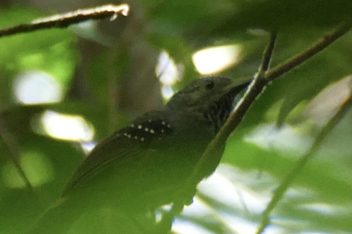 Foothill Stipplethroat - Peter Kaestner