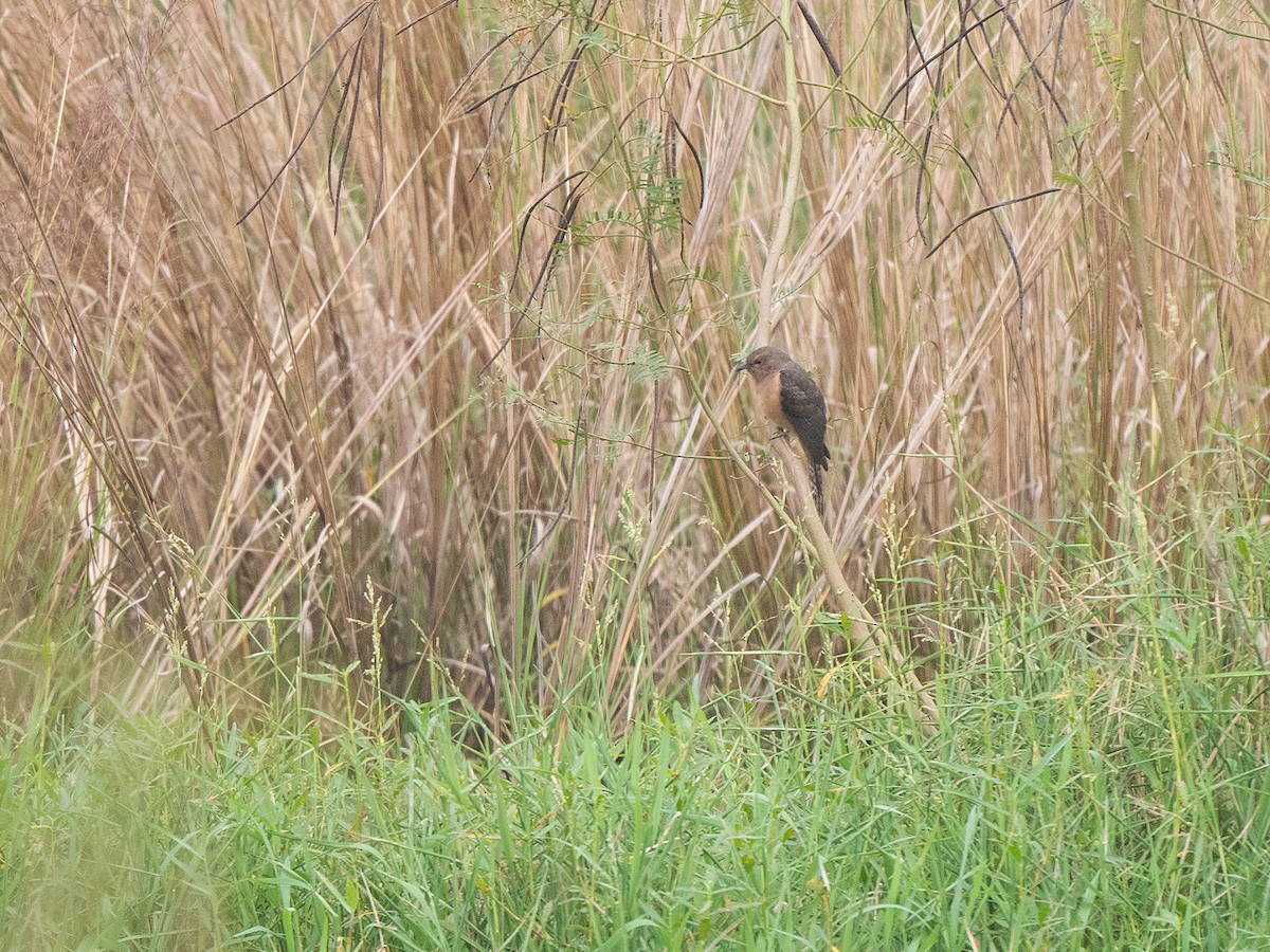 Plaintive Cuckoo - ML387918671