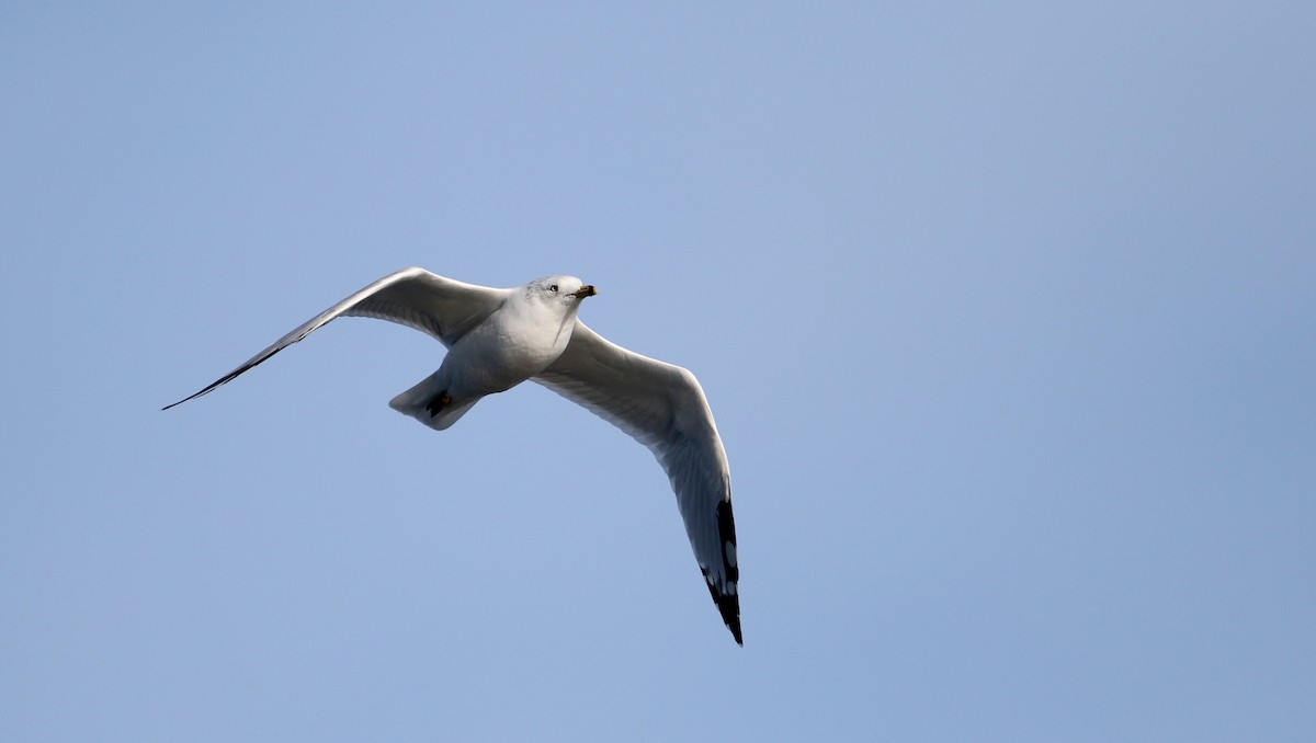 Ring-billed Gull - ML38791891