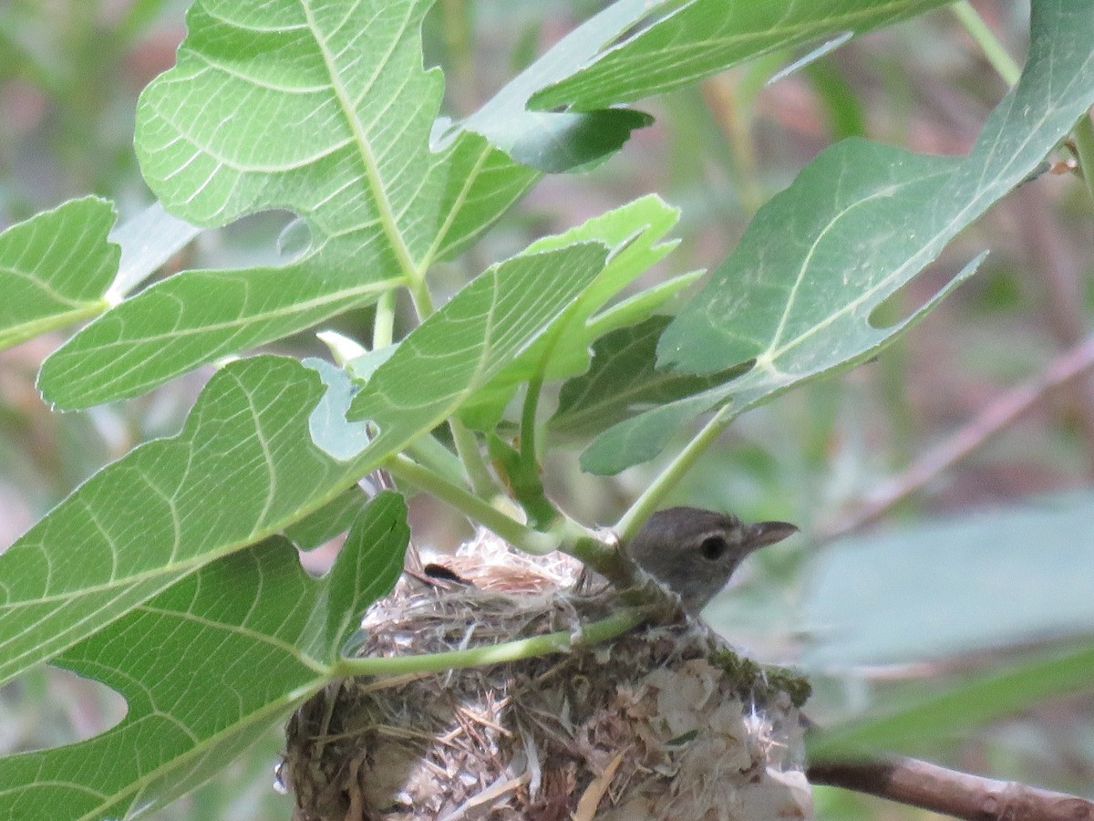 Bell's Vireo - ML387919001