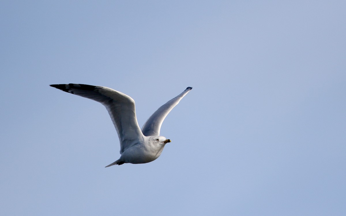 Ring-billed Gull - ML38791901