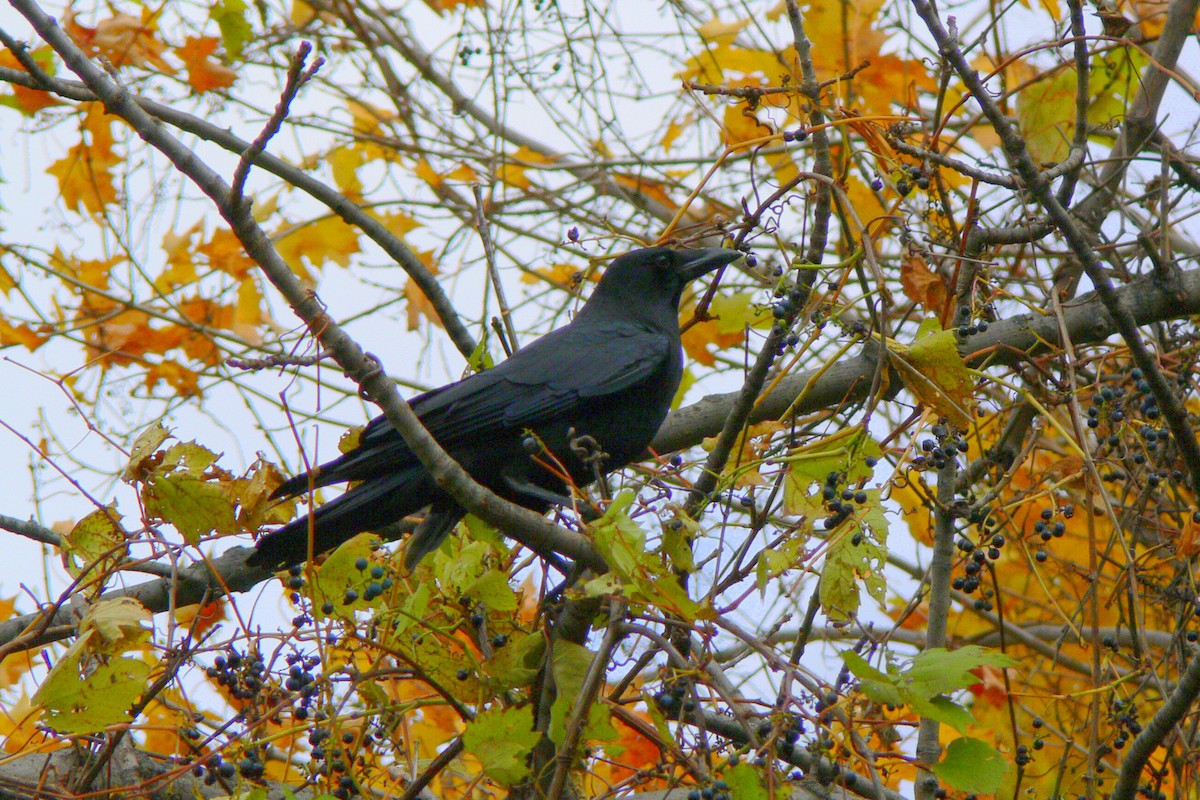 American Crow - ML38791931