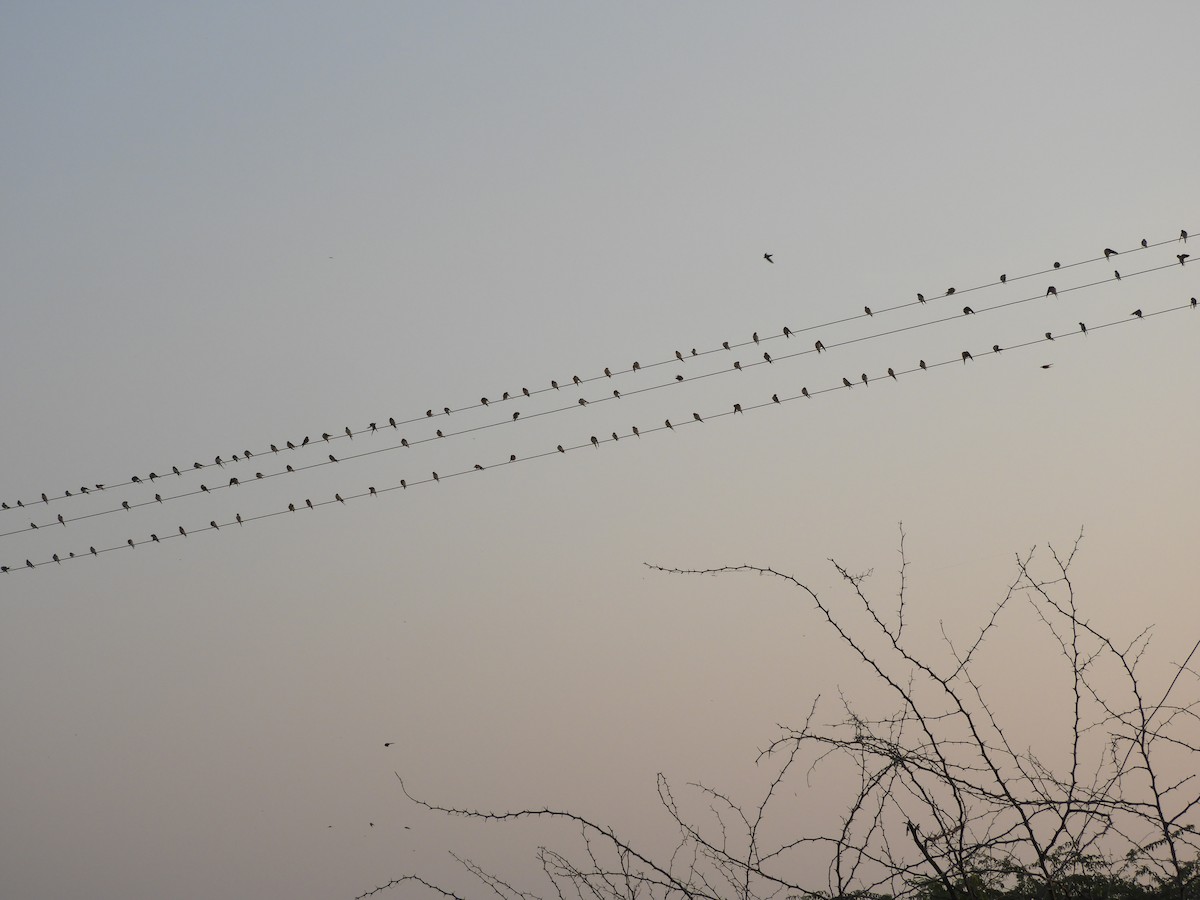 Red-rumped Swallow - Sharad Apte