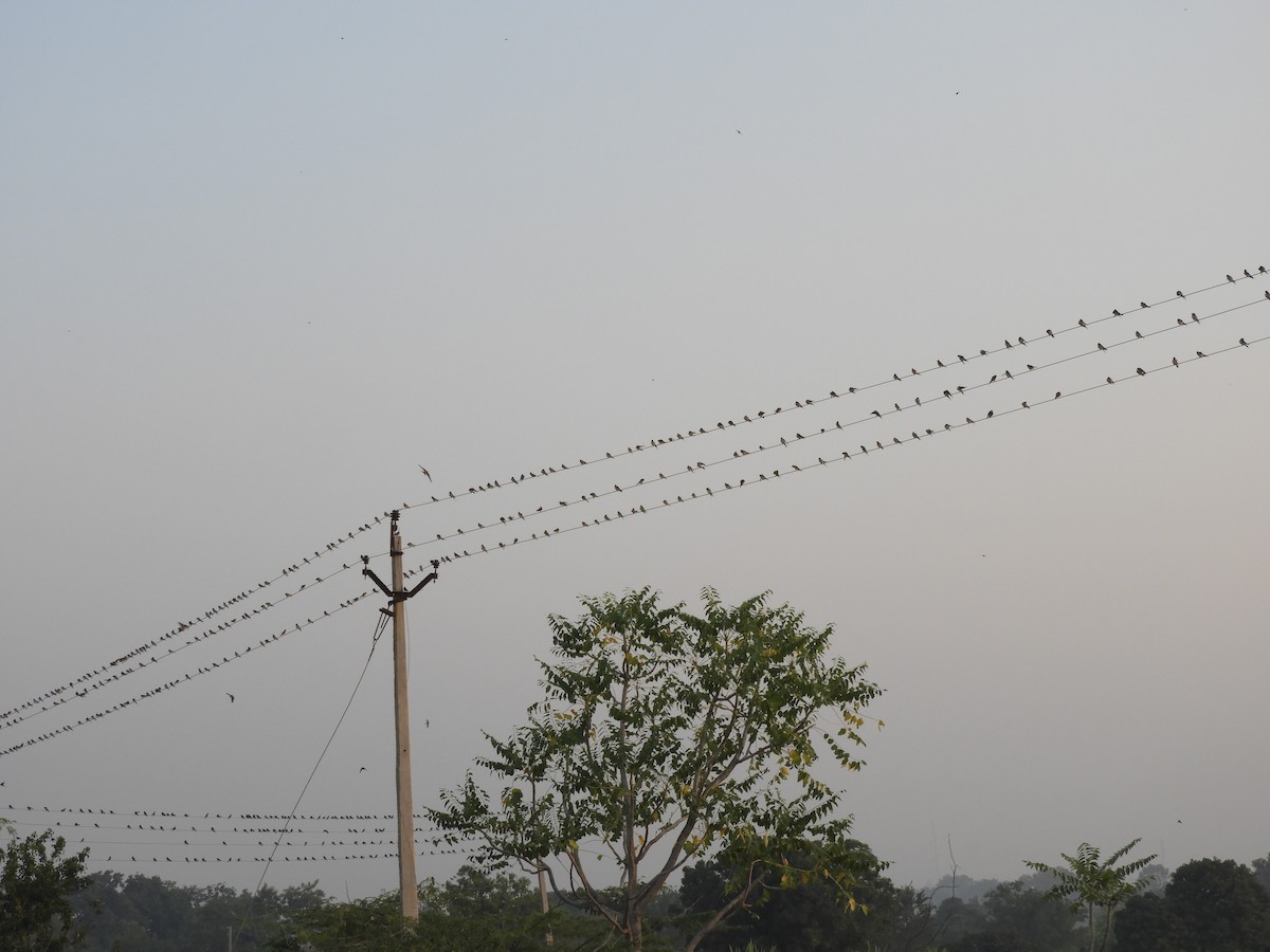 Red-rumped Swallow - ML387919871