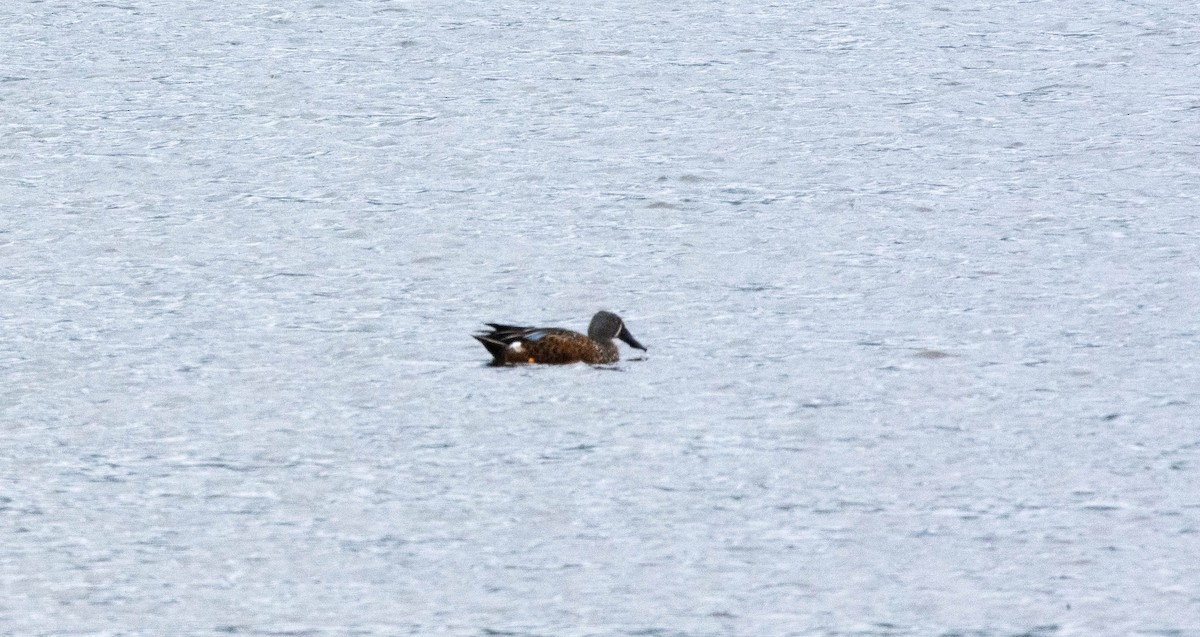 Australasian Shoveler - Robert Vaughan