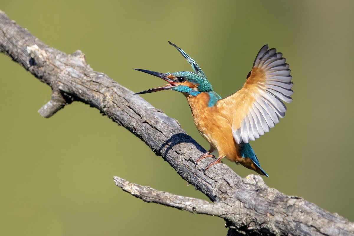 Common Kingfisher - ML387920091