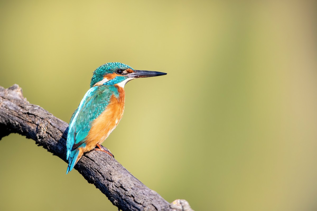 Common Kingfisher - ML387920111