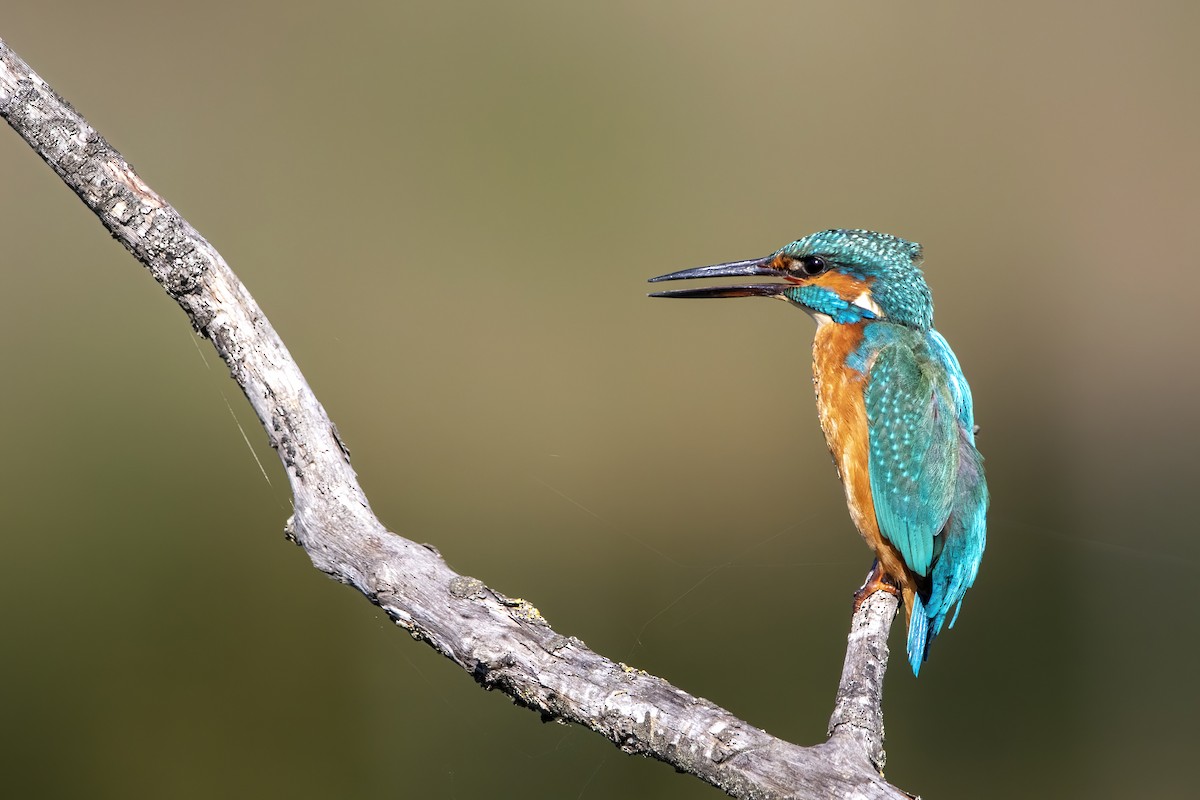 Common Kingfisher - ML387920121