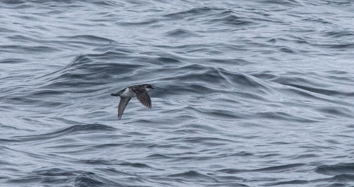 Common Diving-Petrel - ML387920551