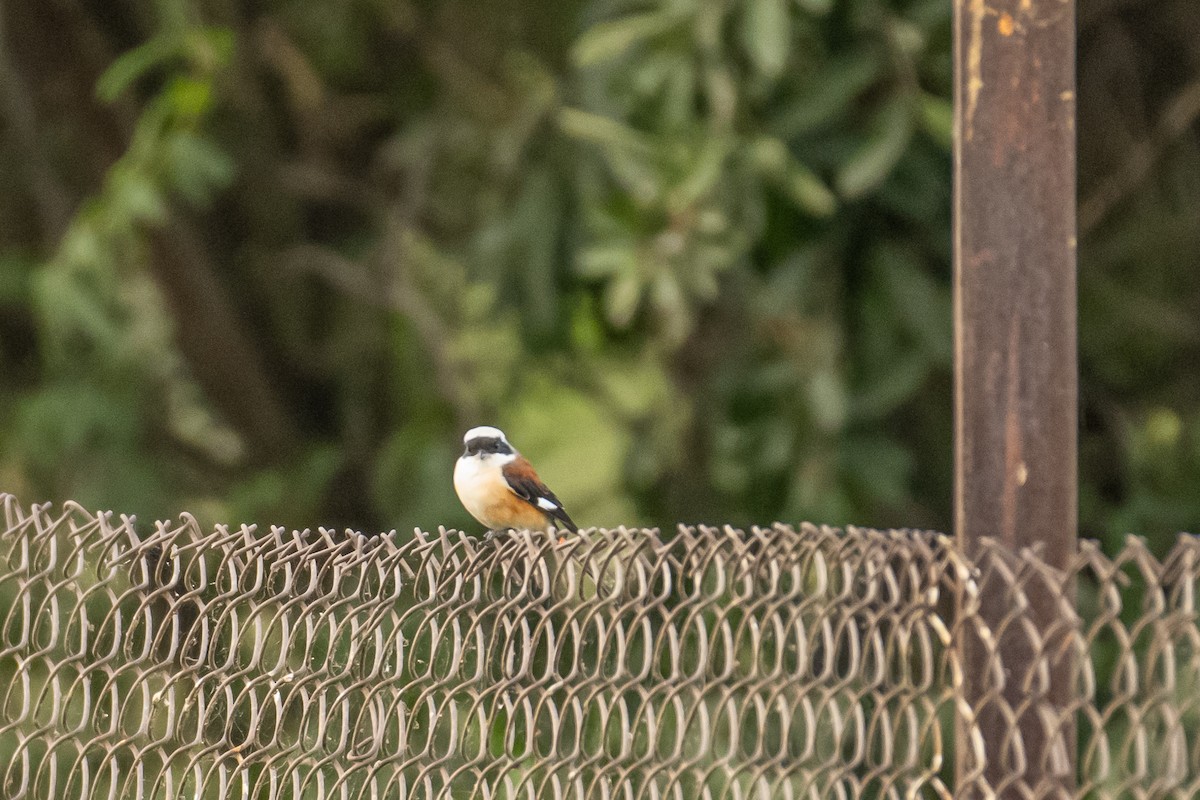 Bay-backed Shrike - ML387920621