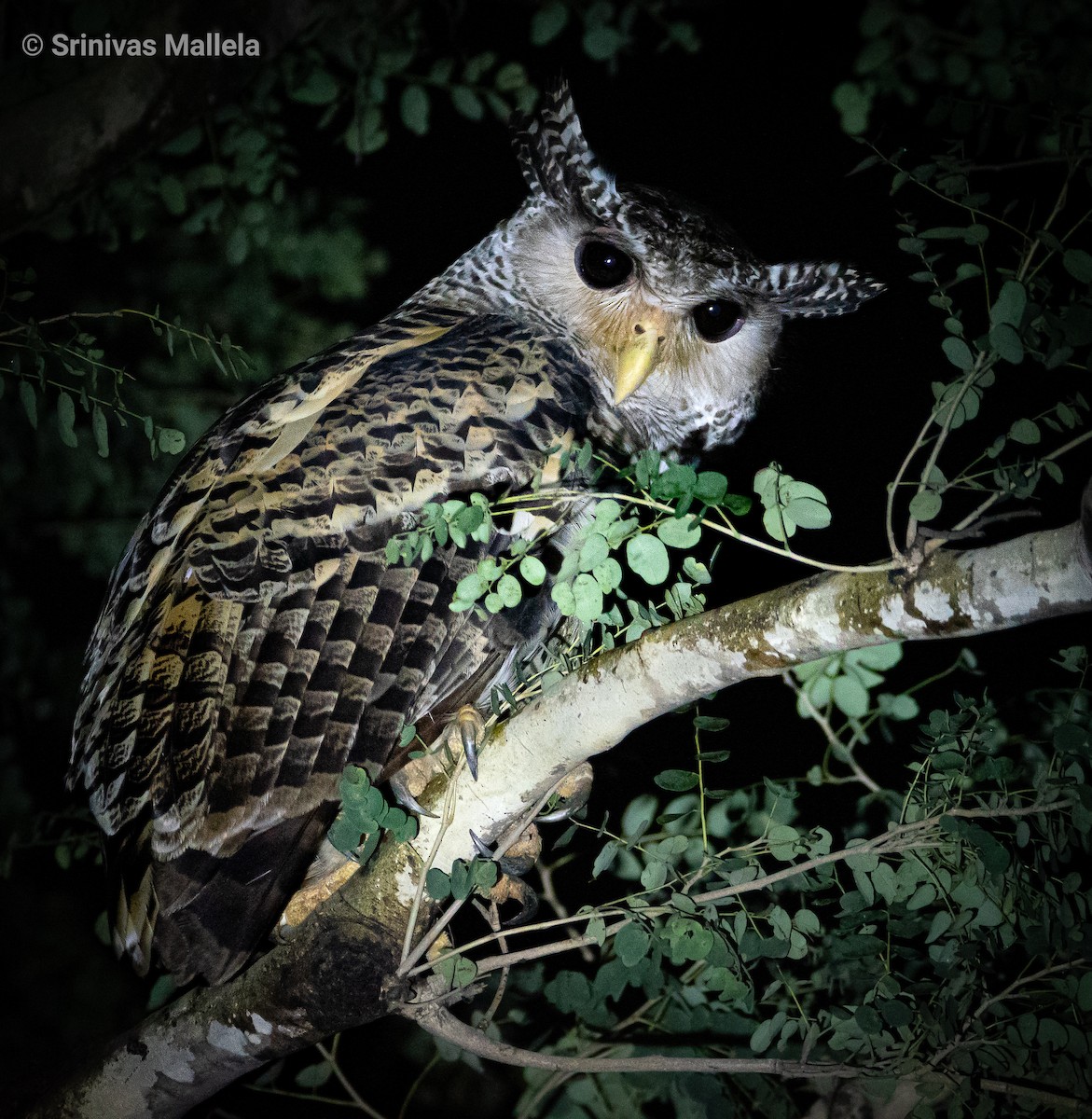 Spot-bellied Eagle-Owl - ML387921871