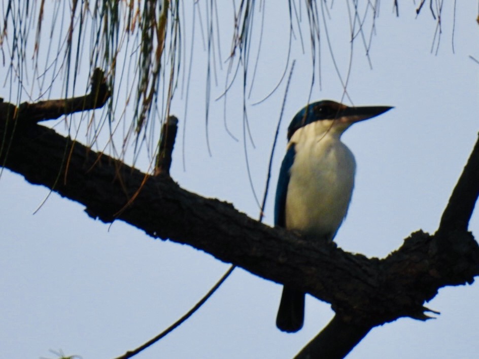 Pacific Kingfisher - ML387922371