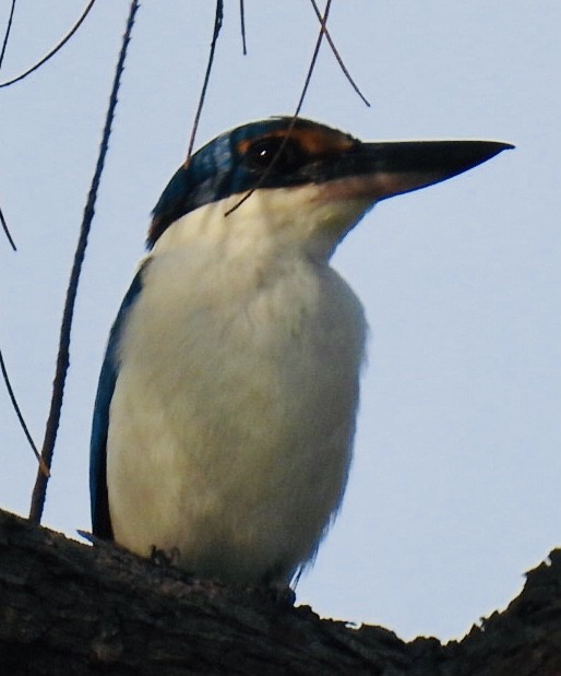 Pacific Kingfisher - ML387922381