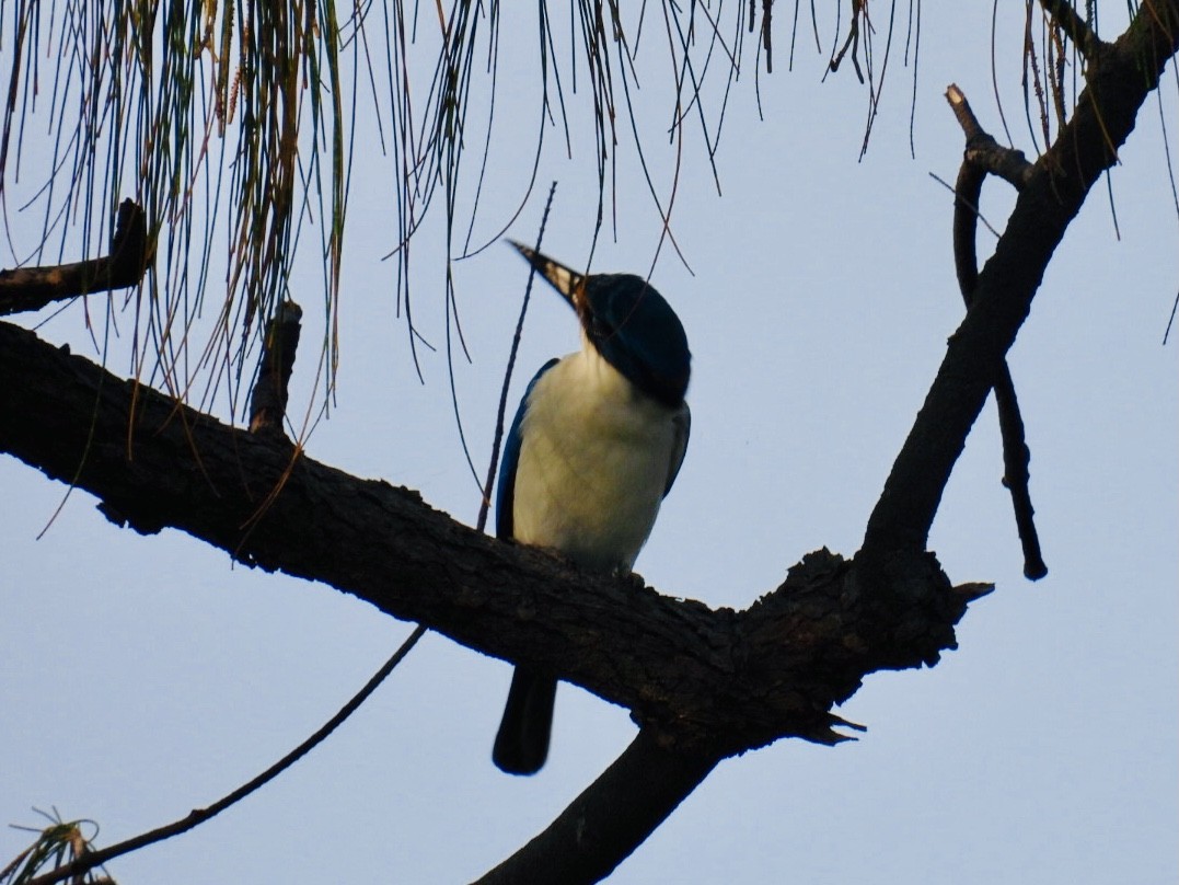 Pacific Kingfisher - ML387922391