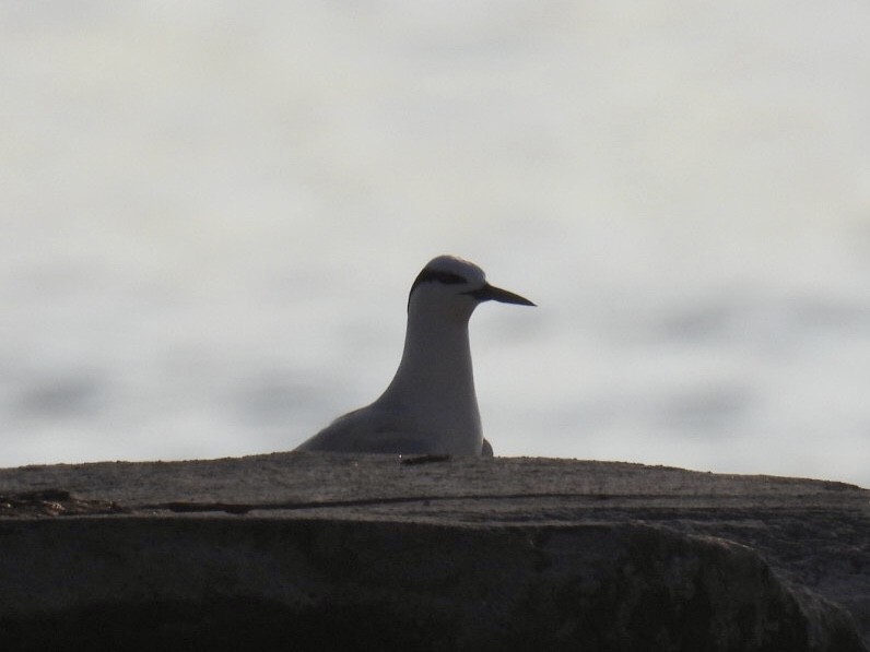 Great Crested Tern - ML387922491