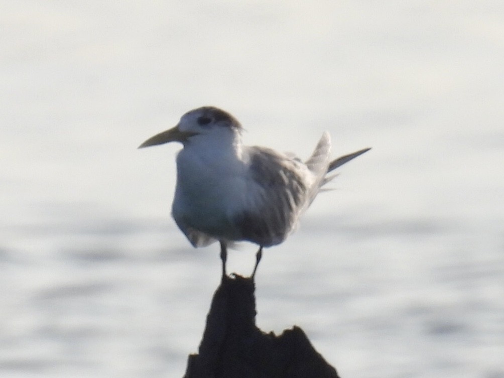 Great Crested Tern - ML387922511