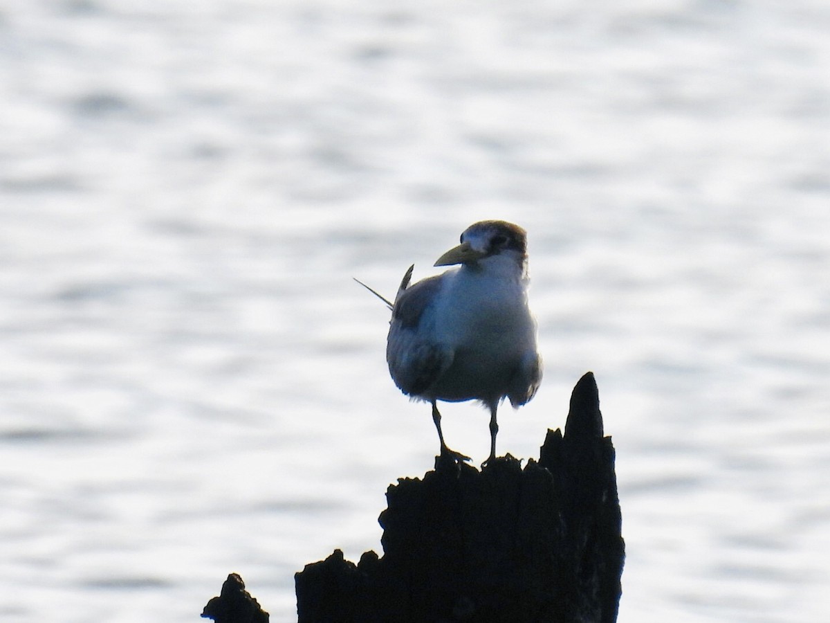 Great Crested Tern - Mayumi Green