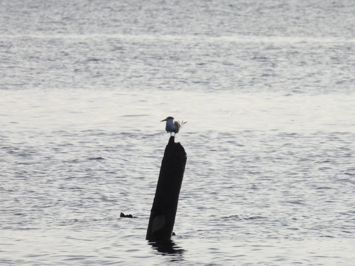 Great Crested Tern - Mayumi Green